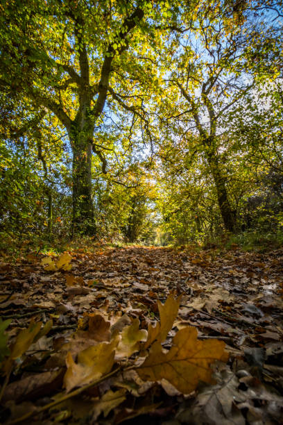 Autumn Woodland stock photo