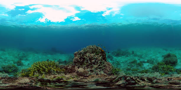 istock Coral reef and tropical fish. Philippines. 360-Degree view 1301974637