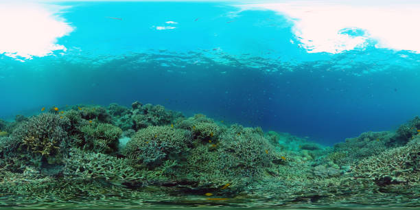istock Coral reef and tropical fish. Philippines. 360-Degree view 1301974839