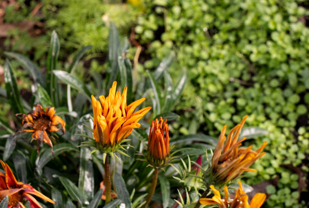 istock gazania orange in the garden 1301976273