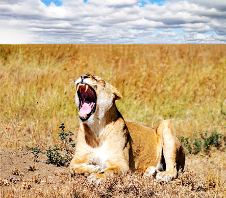 Lioness in the savanna national park of Tanzania