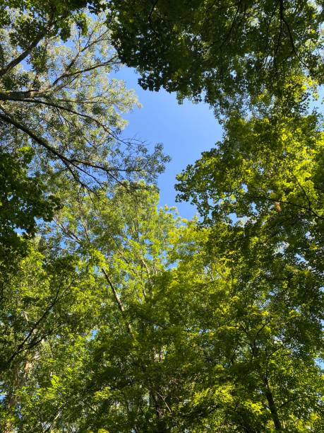 istock Tree Canopy with Kentucky blue skies 1301978757
