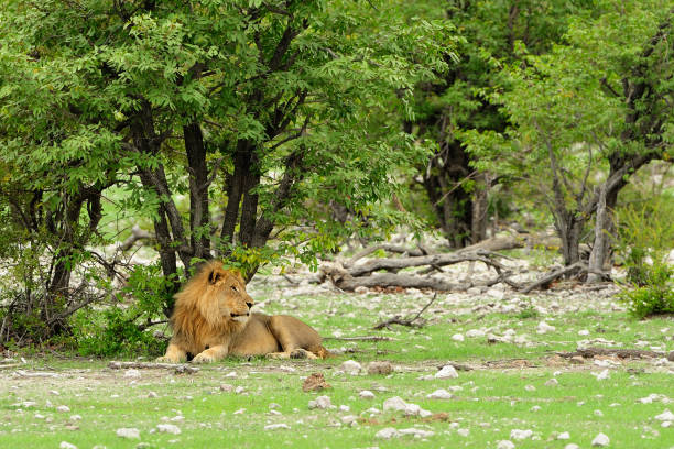 A sleeping lion cub.