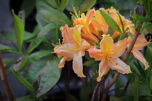 Yellow orange azalea blossoms blooming on a woody branch.