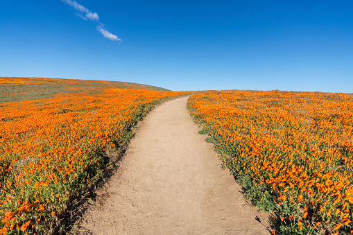 Inviting trail through poppy wildflower super bloom field in Southern California.
