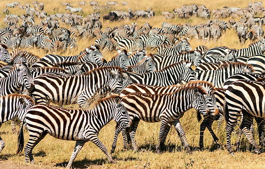 Mother and her Foal Plains Zebra in Wildlife at Great Migration