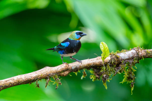 istock Golden-Hooded Tanager 1301981835