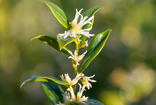 Close up of flowers on a sweet box (sarcococca confusa) shrub