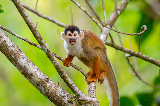 Squirrel Monkey moving through the trees looking for food and calling out to locate the rest of the members in their family. These are small monkeys that are rare. They are found in Costa Rica. This one was on the Osa Peninsula by Corcovado National Park.
Scientific name: Saimiri
Higher classification: Saimiriinae
Mass: Common squirrel monkey: 9.6 oz, MORE Encyclopedia of Life
Length: Common squirrel monkey: 2 ft., MORE Encyclopedia of Life
Gestation period: Black-capped squirrel monkey: 158 days, Central American squirrel monkey: 161 days Encyclopedia of Life
Height: 9.8 to 14 inches softschools.com