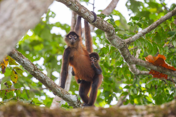 Spider Monkey and her baby. Black-handed Spider monkey looking in the distance while the baby looks into the camera while sucking on a finger. This photo was taken in Costa Rica, on the Osa Peninsula, near Corcovado National Park.
Conservation status: Critically Endangered (Population decreasing) Encyclopedia of Life
Scientific name: Ateles fusciceps
Mass: 15 lbs (Adult) Encyclopedia of Life
Trophic level: Herbivorous Encyclopedia of Life
Gestation period: 225 days Encyclopedia of Life
Length: 19 in. (Adult) Encyclopedia of Life prehensile tail stock pictures, royalty-free photos & images