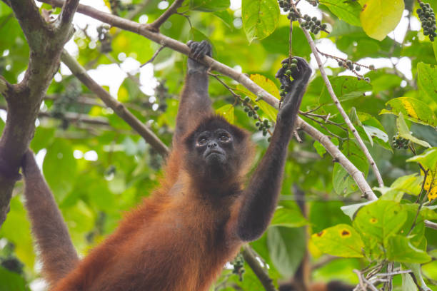 Spider Monkey reaching for fruit This Black-Handed Spider Monkey is hanging from a tree by it's tail and one hand, while focusing it's attention on fruit that it is reaching for. This was taken in Costa Rica on the Osa Peninsula, near Corcovado National Park.
Conservation status: Critically Endangered (Population decreasing) Encyclopedia of Life
Scientific name: Ateles fusciceps
Mass: 15 lbs (Adult) Encyclopedia of Life
Trophic level: Herbivorous Encyclopedia of Life
Gestation period: 225 days Encyclopedia of Life
Length: 19 in. (Adult) Encyclopedia of Life corcovado stock pictures, royalty-free photos & images