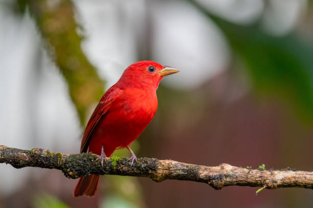 istock Male Summer Tanager 1301982317