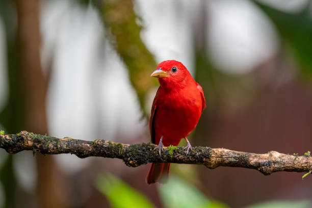 istock Male Summer Tanager 1301982328