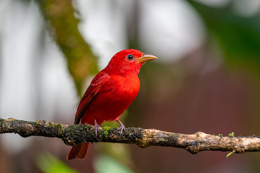 This male Summer Tanager has an amazing red color all over his body. He stopped in perfect light just for a moment allowing me to capture the moment. This was shot in Costa Rica, on the Osa Peninsula, near Puerto Jimenez and Corcovado National Park.\nHigher classification: Northern tanagers\nScientific name: Piranga rubra\nRank: Species\nFamily: Cardinalidae\nKingdom: Animalia
