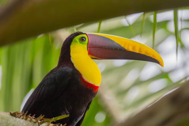 istock Yellow-Throated Toucan 1301982429