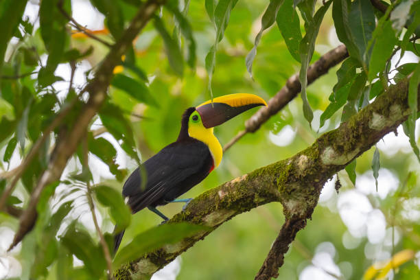 istock Yellow-Throated Toucan 1301982481