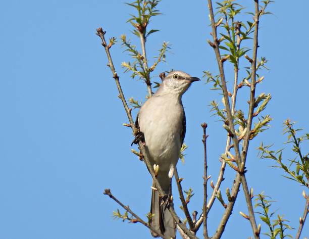 istock Northern Mockingbird (Mimus polyglottos) perched on a branch 1301983843