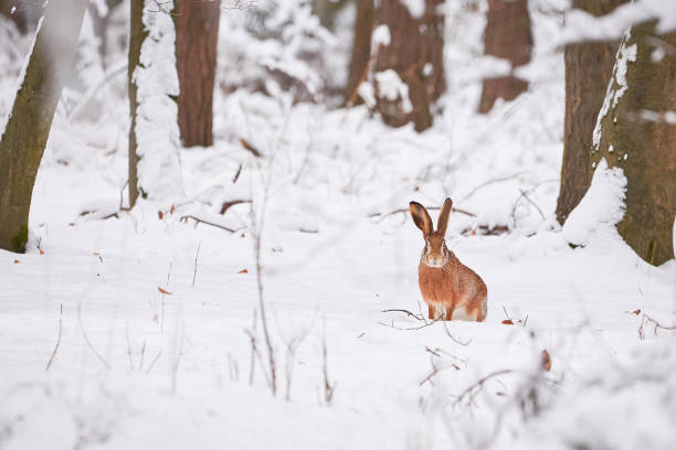 istock European Hare in the snowy forest 1301988142