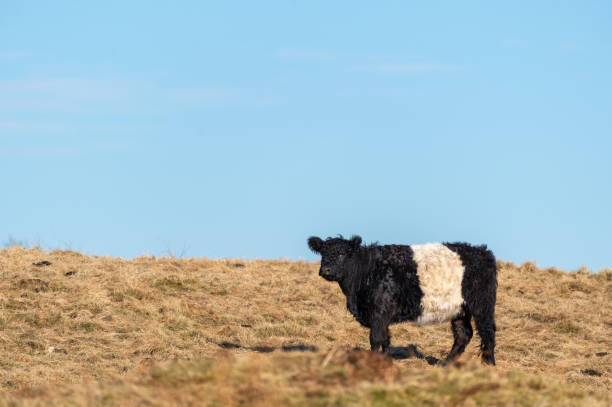 istock One belted galloway beef cow standing in a field 1301988307