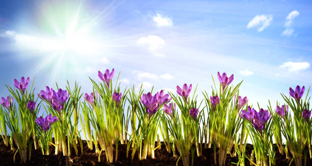 crocuses in spring first signs of spring signs of spring flower plant sky beauty nature crocus tommasinianus stock pictures, royalty-free photos & images