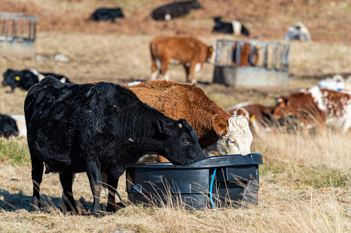 Two beef cows drinking water from a plastic trough