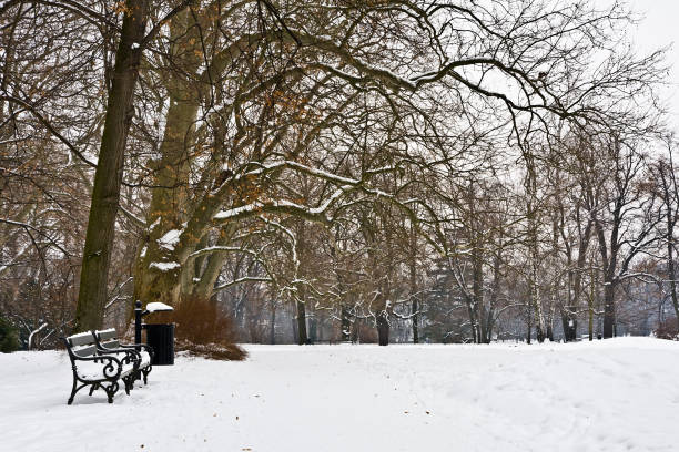 istock Winter in a snowy park 1301988564