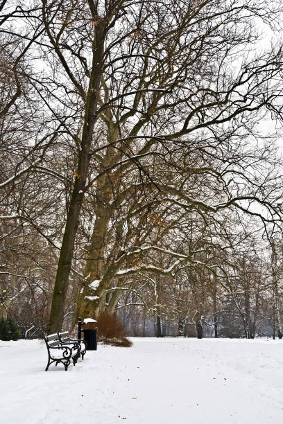 istock Winter in a snowy park 1301989104