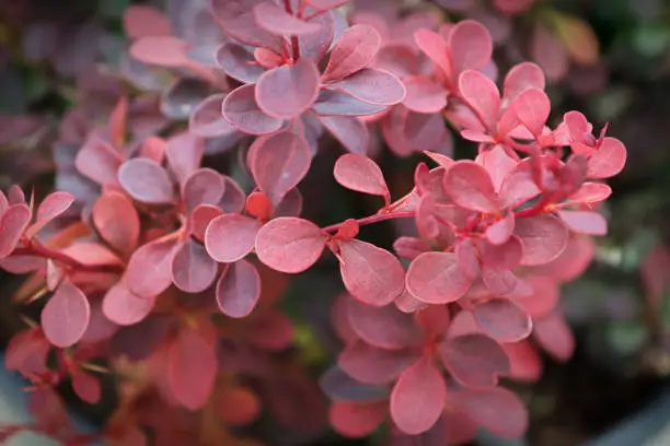 Pink leaves on a spring barberry shrub.