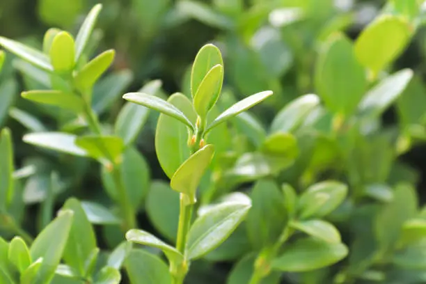 Photo of Spring sunlight on the green mountain boxwood in the garden