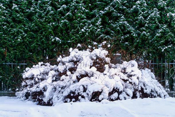 istock Branches of trees covered with white fluffy snow. 1301991762