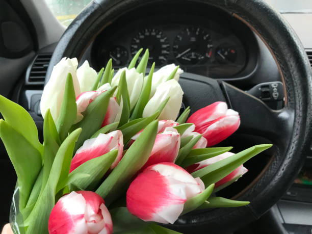 Red and white bouquet of tulips in the car against the background of the steering wheel and dashboard stock photo