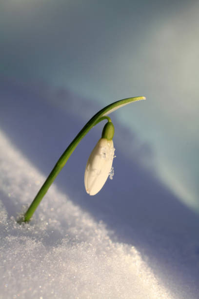 istock Snowdrop flower with snowflakes 1301992873