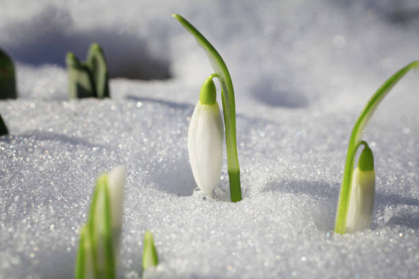 Snowdrop flowers coming out of the snow The signs of spring are here - snowdrop flowers come out of the snow snow flowers stock pictures, royalty-free photos & images
