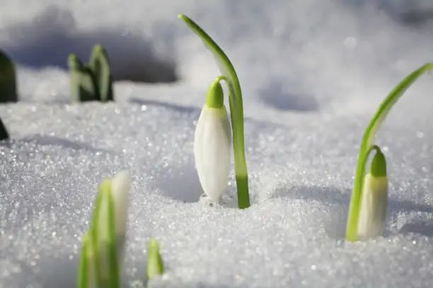 Photo of Snowdrop flowers coming out of the snow