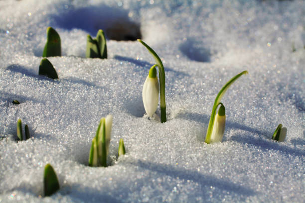 istock Snowdrop flowers in snow 1301992914