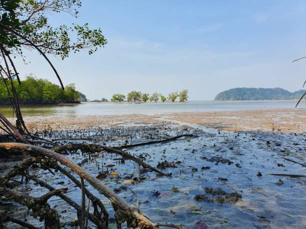 istock Row of Trees in the Sea 1301993762