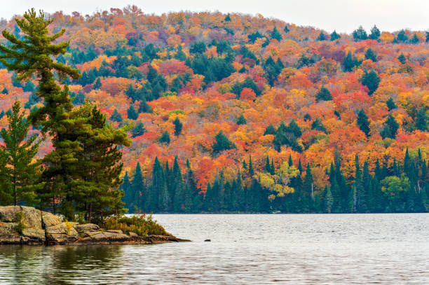 istock Fall colors Algonquin Park, Ontario, Canada. 1301993828