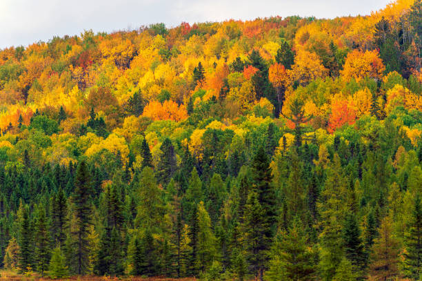 istock Fall colors Algonquin Park, Ontario, Canada. 1301993891