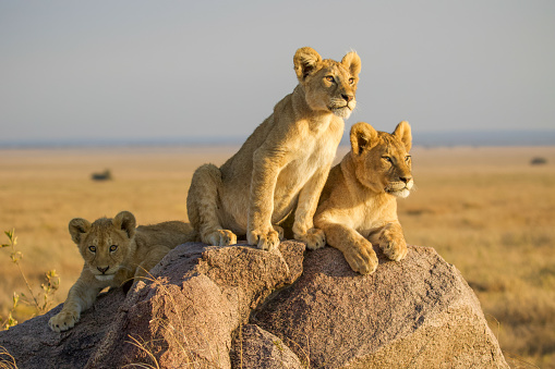 Three inquisitive lion cubs on the rocks in the early morning around the Serengeti's Namiri Plains, Tanzania.