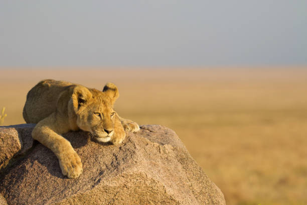 istock Lion Cub in the Serengeti 1301994521