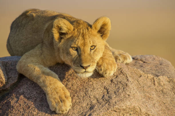 istock Lion Cub in the Serengeti 1301994529