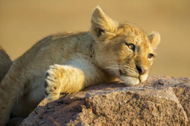 istock Lion Cub in the Serengeti 1301994531
