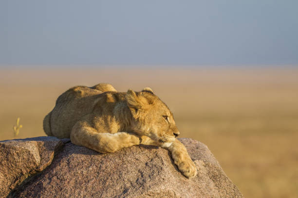istock Lion Cub in the Serengeti 1301994536