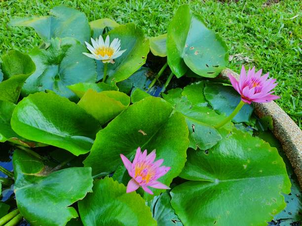 Water Lillies stock photo