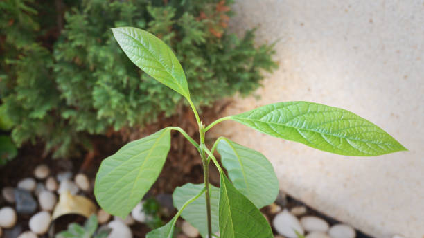 istock Baby avocado plant grown from seed with toothpicks 1301994628