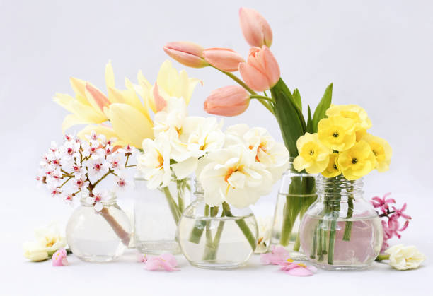 istock Spring blossoming daffodils, tulips and flowers light bright background 1301994685