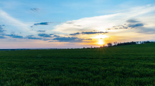 istock Green and yellow fields of colza at cloudy sunset 1301994795