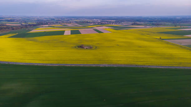 istock Aerial drone look to green and yellow fields at sunset 1301995571