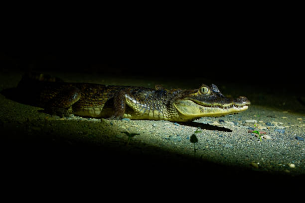 istock Spectacled caiman - Caiman crocodilus also known as white or common caiman or speckled caiman in the night, crocodilian in Alligatoridae, brownish, yellowish-gray with spectacle-like ridge. 1301996474
