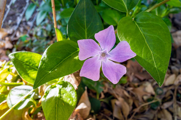 istock Madagascar Periwinkle flower, Catharanthus roseus, in a garden during springtime. 1301996571